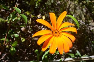 Mutisia decurrens, the Patagonian flower