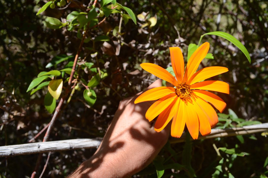 Mutisia decurrens, the Patagonian flower