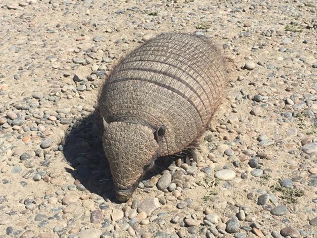 Piche Patagonico (Zaedyus pichiy)