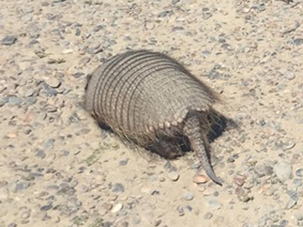 Piche Patagonico (Zaedyus pichiy)