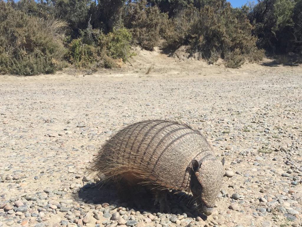 Piche Patagonico (Zaedyus pichiy)