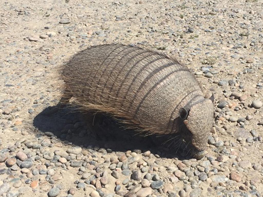 Piche Patagonico (Zaedyus pichiy)