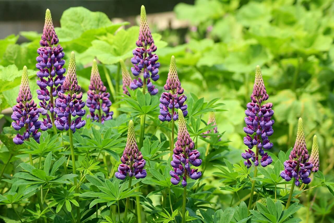 Lupins in Patagonia – Growth, Benefits, and Fun Facts