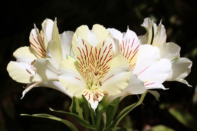 Amancay - Alstroemeria aurea