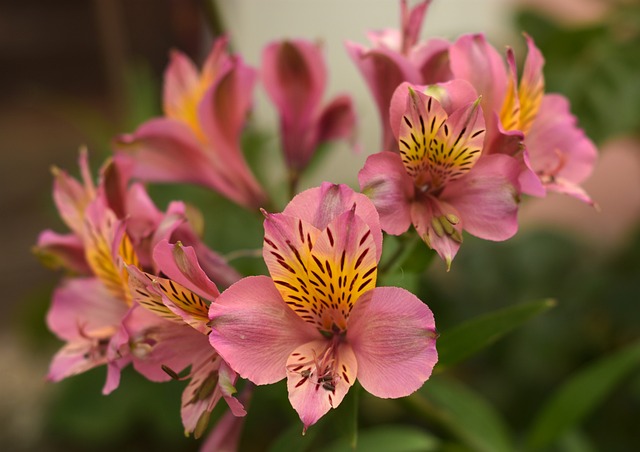 Amancay - Alstroemeria aurea
