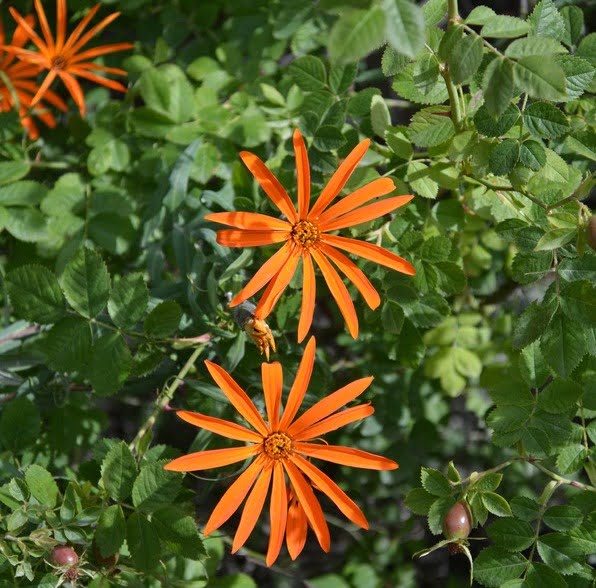 Patagonian flower