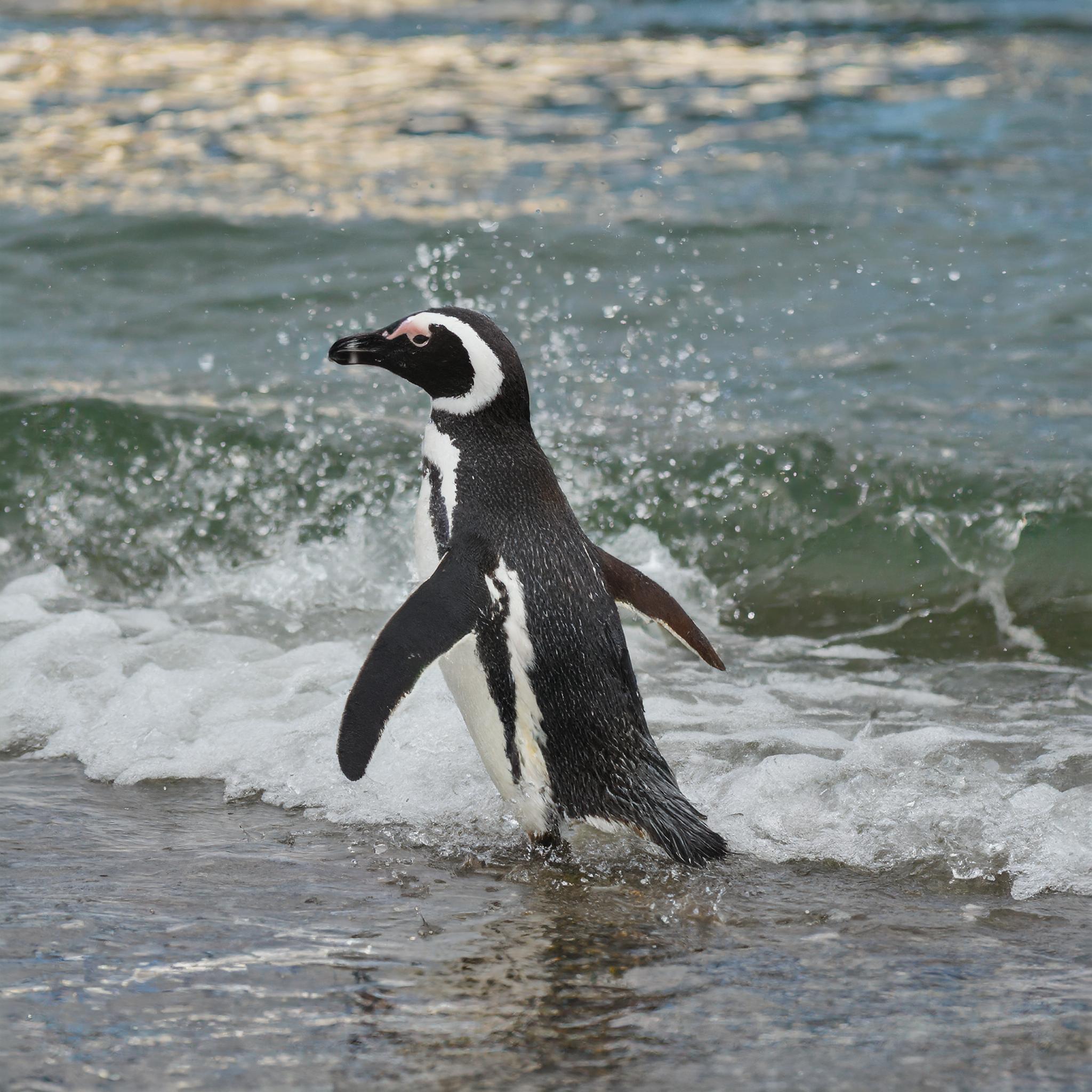 Pinguino (spheniscus magellanicus) en la orilla del mar Pinguino de Magallanes (spheniscus magellanicus) en la orilla del mar en Punta Tombo