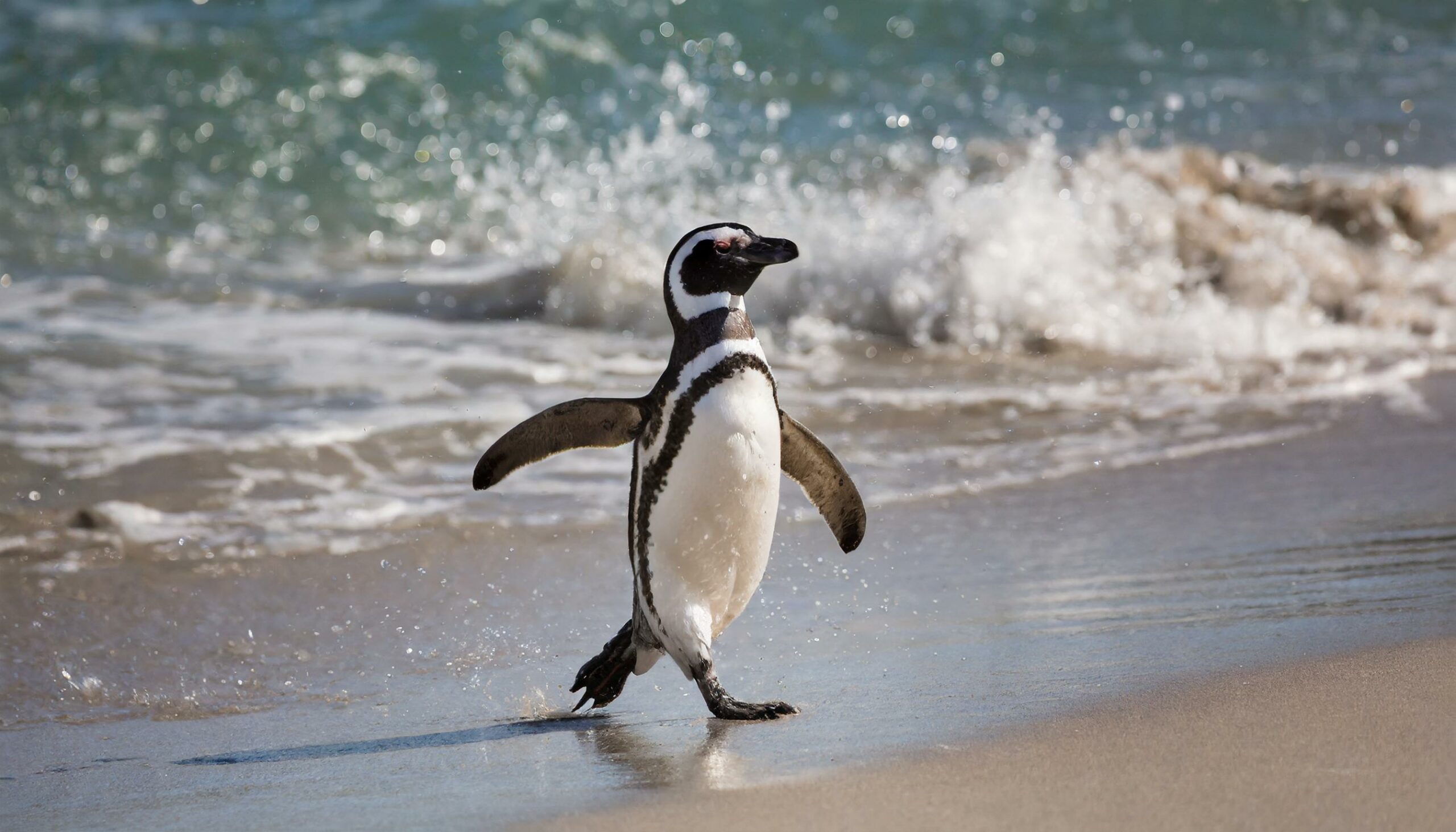 Punta Tombo: Hogar de los Pingüinos de Magallanes