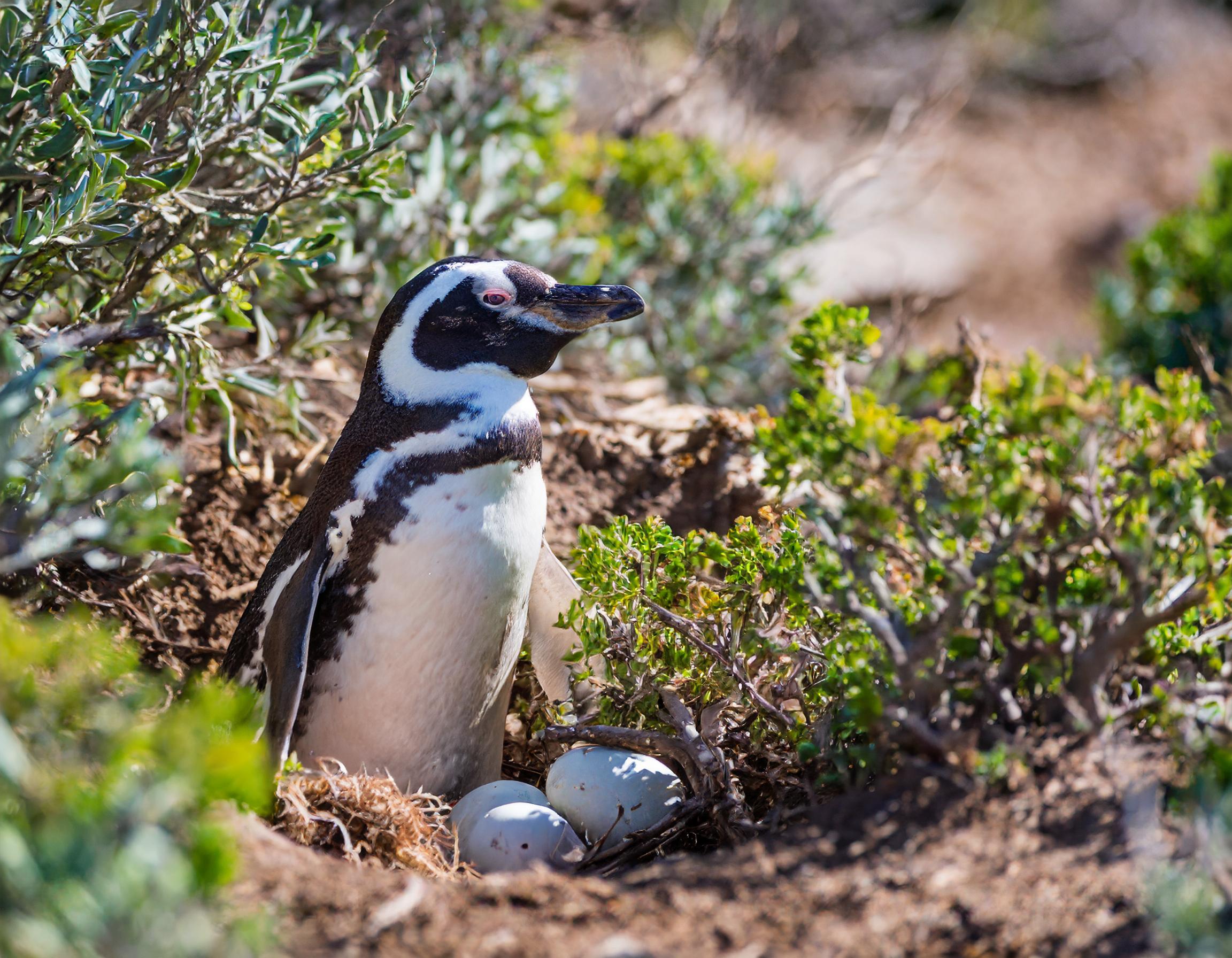 Pinguino (spheniscus magellanicus) con sus huevos escondido entre arbutos y pozo de tierra Pinguino de Magallanes (spheniscus magellanicus) con sus huevos en Punta Tombo