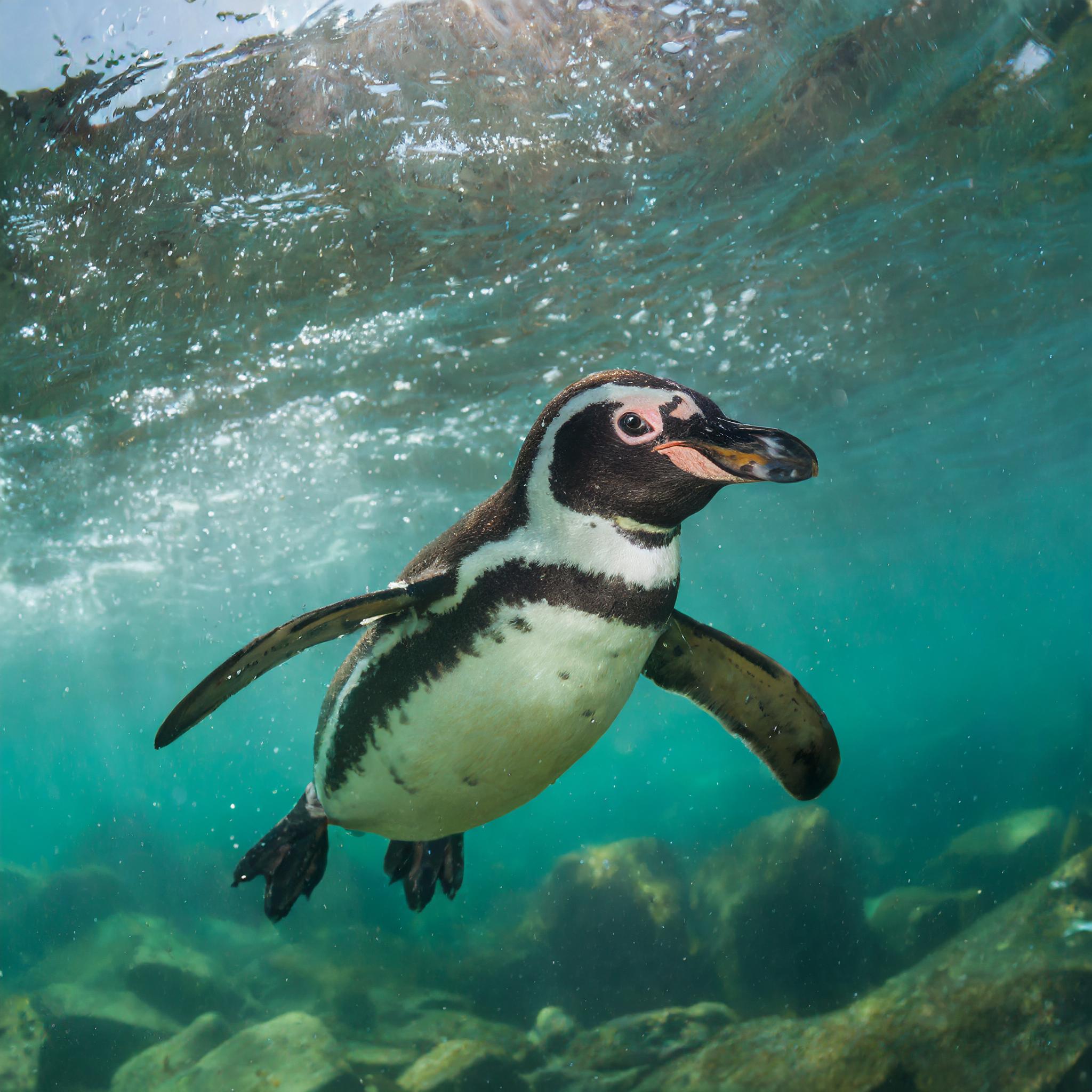 Pinguinos (spheniscus-magellanicus) bajo el agua
