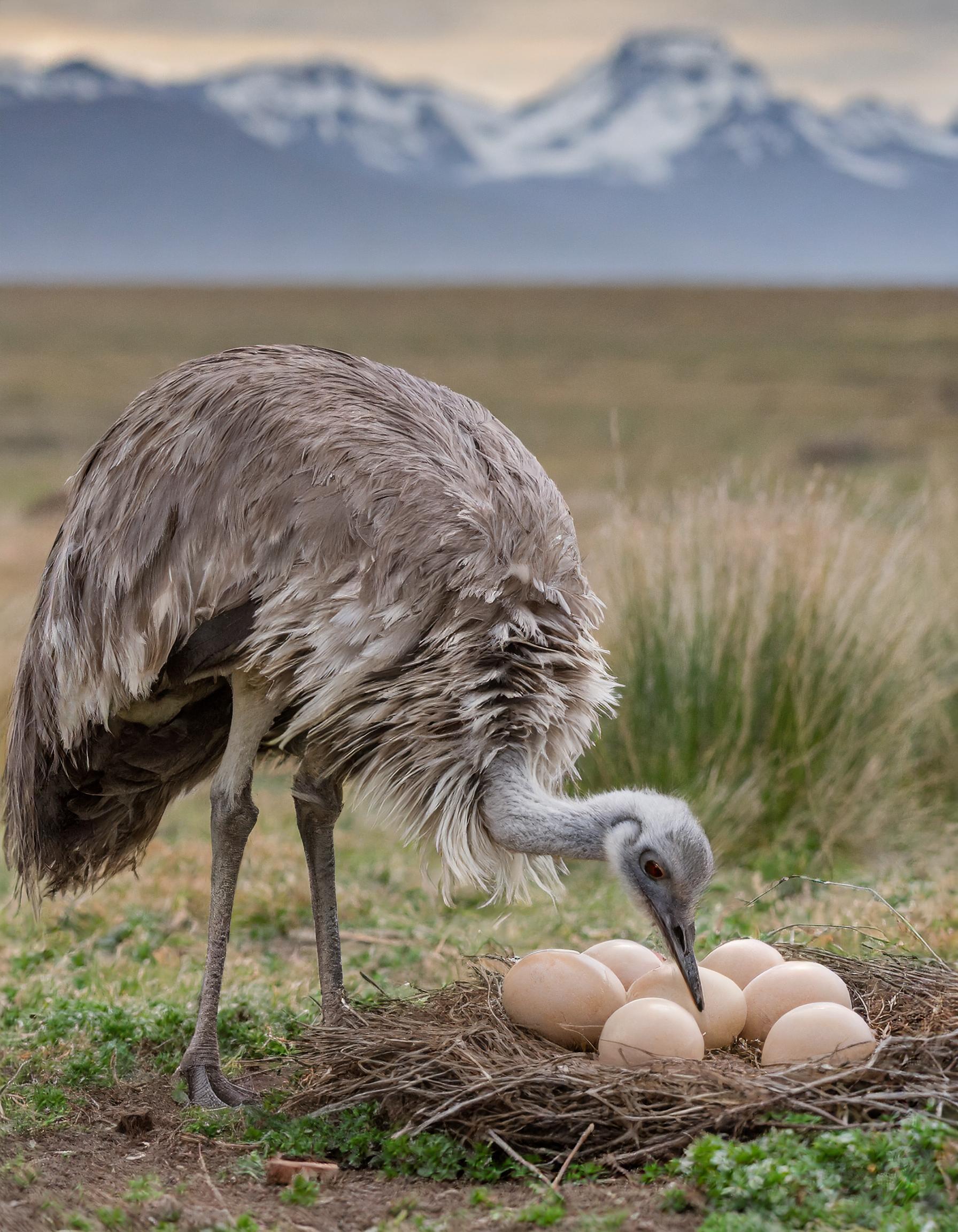 ¿Cómo Sobreviven los Ñandúes en la Fría Estepa de la Patagonia?