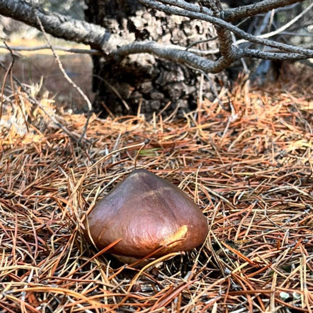 Pine Mushroom: Collection, Drying, and Culinary Uses