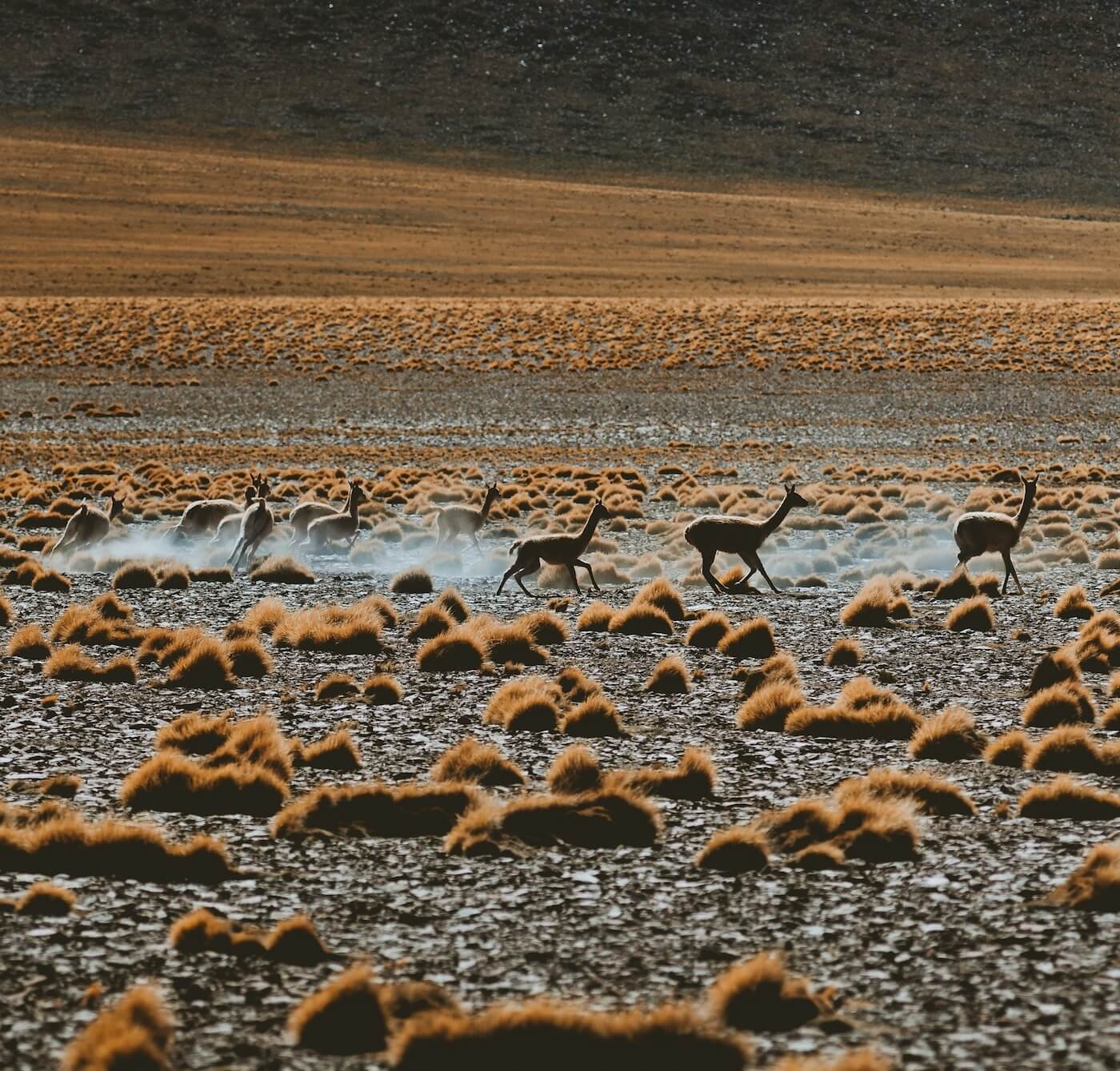 Guanacos en grupo corriendo por la estepa