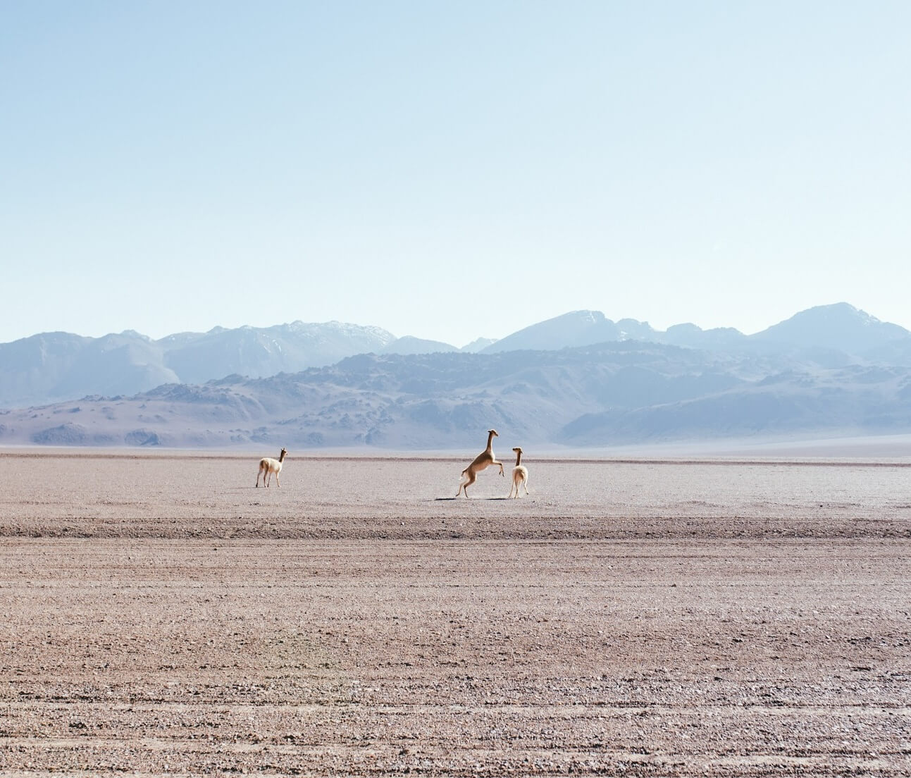 Guanacos peleándose en su habitat natural