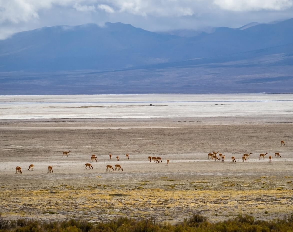 Manda de guanacos en la estepa