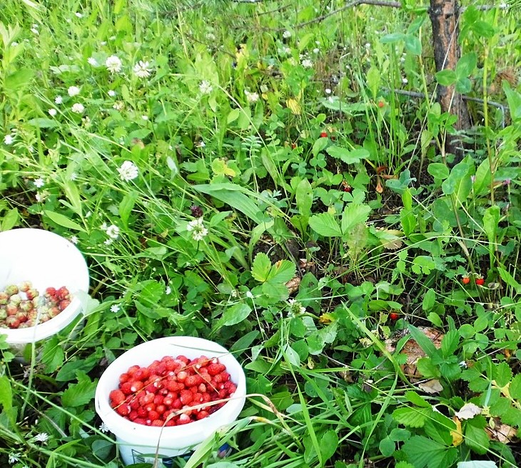 Frutilla silvestre patagónica