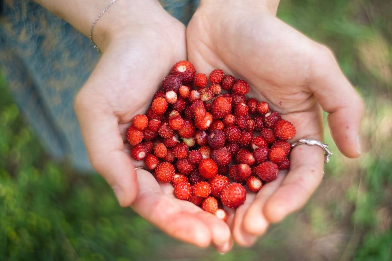 Frutilla en la Patagonia: Variedades, Cultivo y Gastronomía Local