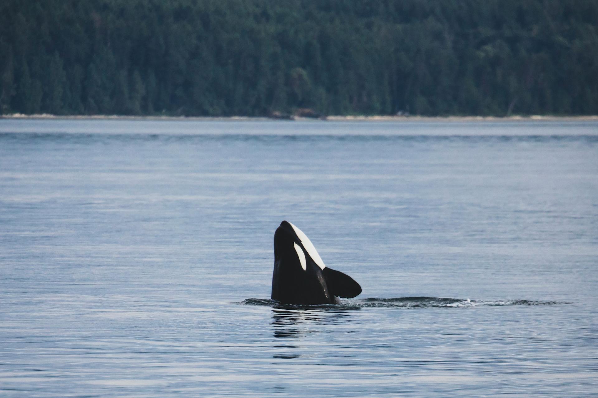 La Orca: El Depredador Más Fascinante del Atlántico Sur