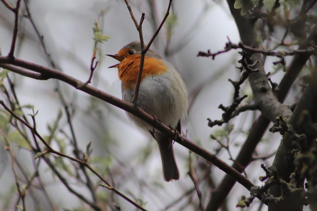 Chucao in its natural habitat in Patagonia