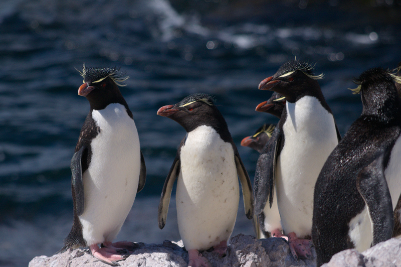 The southern rockhopper penguin (Eudyptes chrysocome)