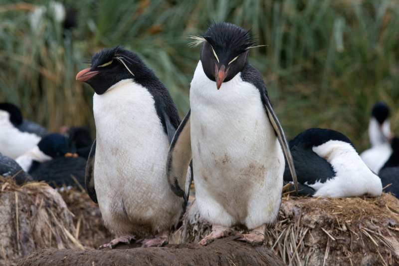 The southern rockhopper penguin (Eudyptes chrysocome)