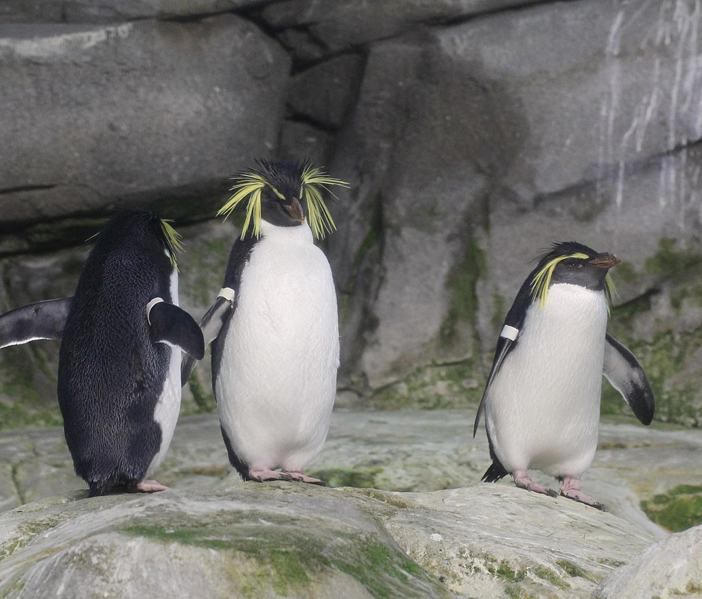 Conservation of the rockhopper penguin