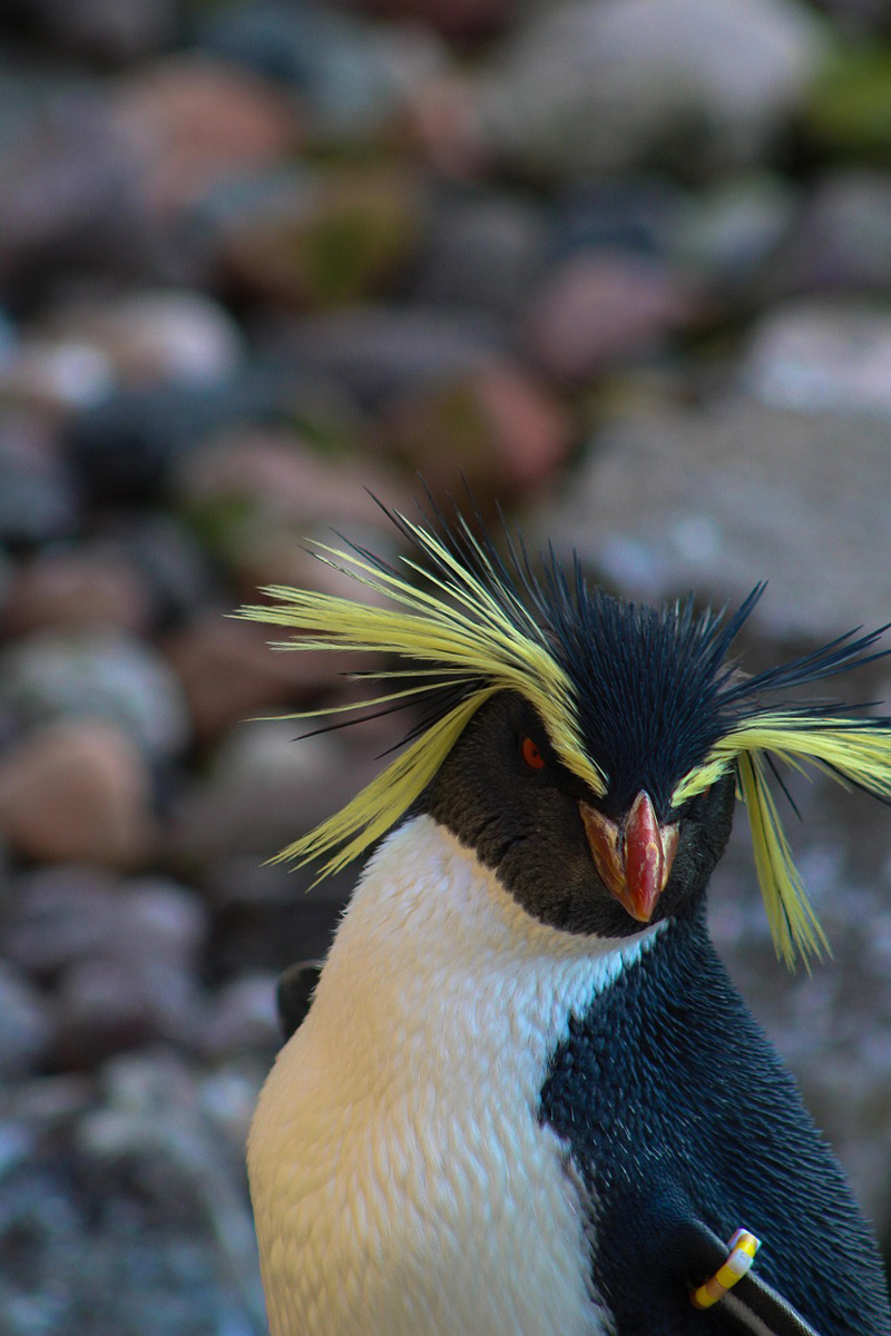 The southern rockhopper penguin (Eudyptes chrysocome)