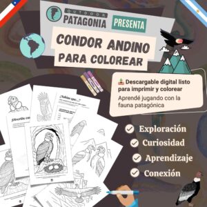 Dibujos para colorear cóndor andino – Fauna Patagónica