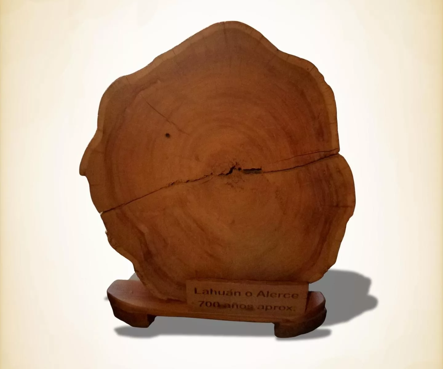 Cross-section of a 700-year-old alerce trunk with growth rings