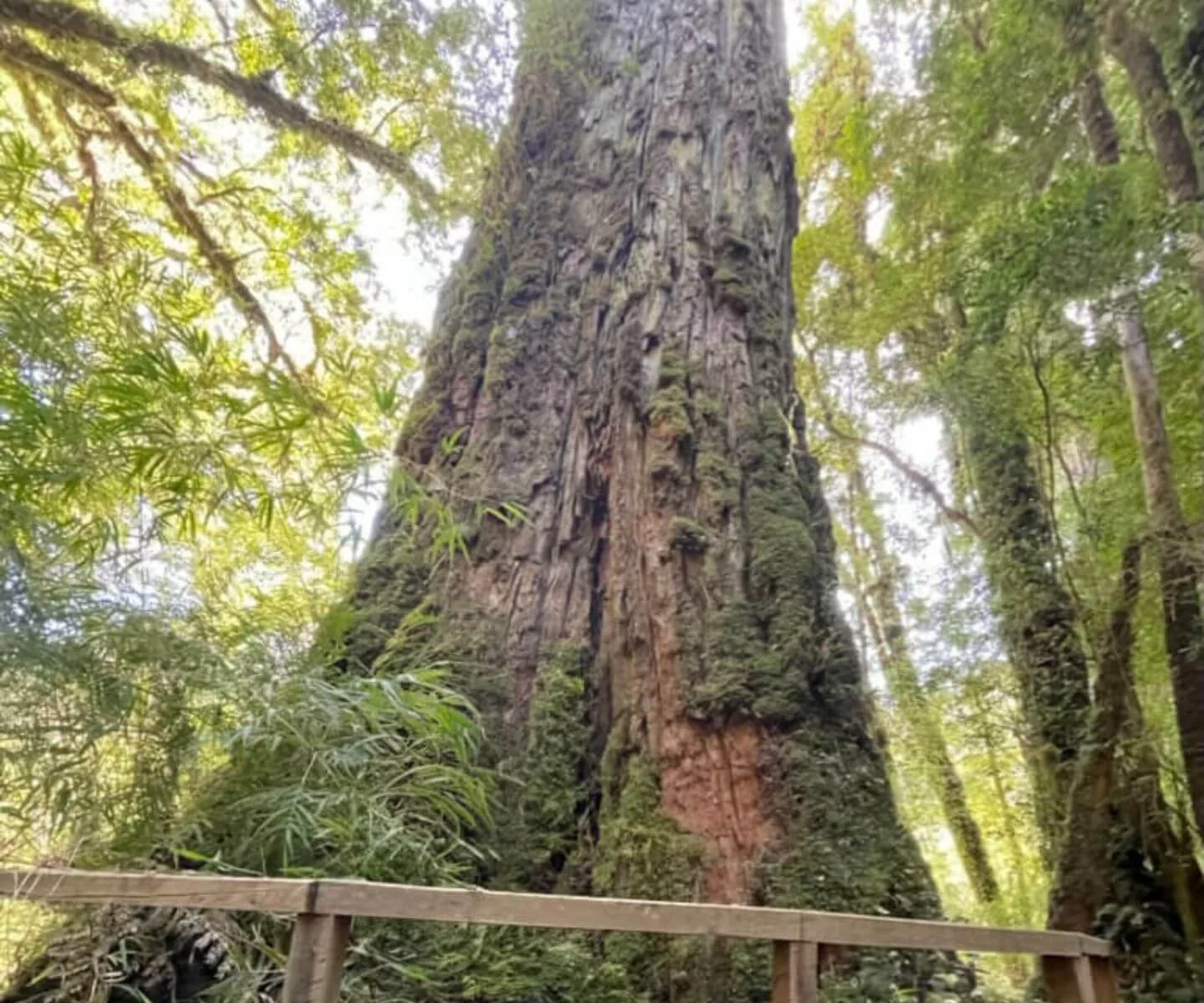 Alerce - Fitzroya cupressoides
