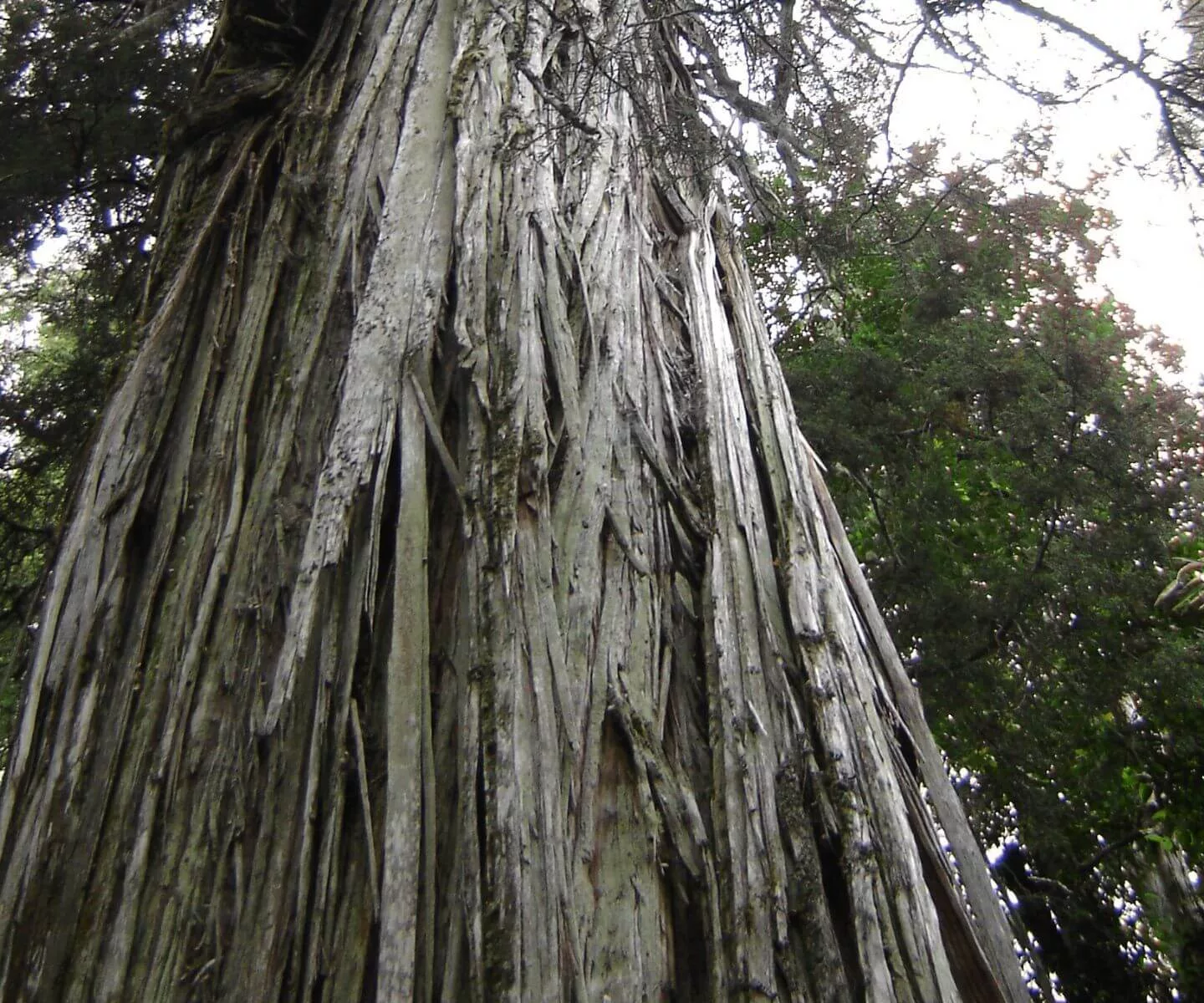 Alerce - Fitzroya cupressoides