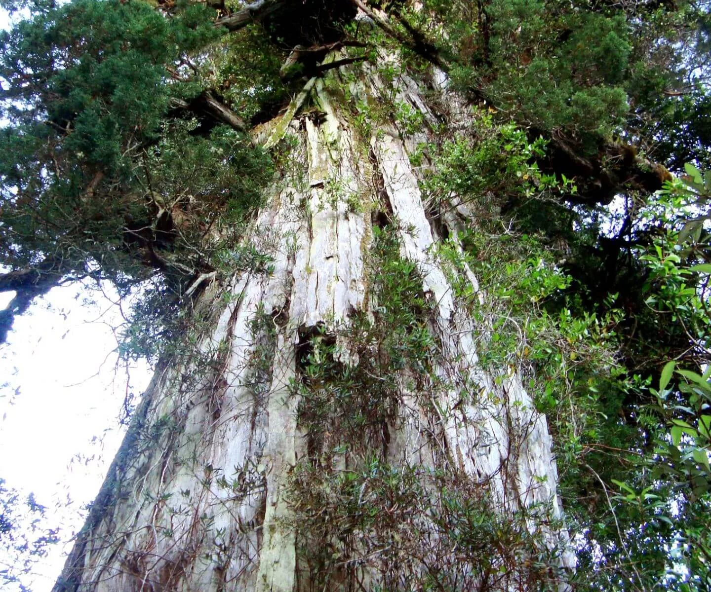 Alerce - Fitzroya cupressoides