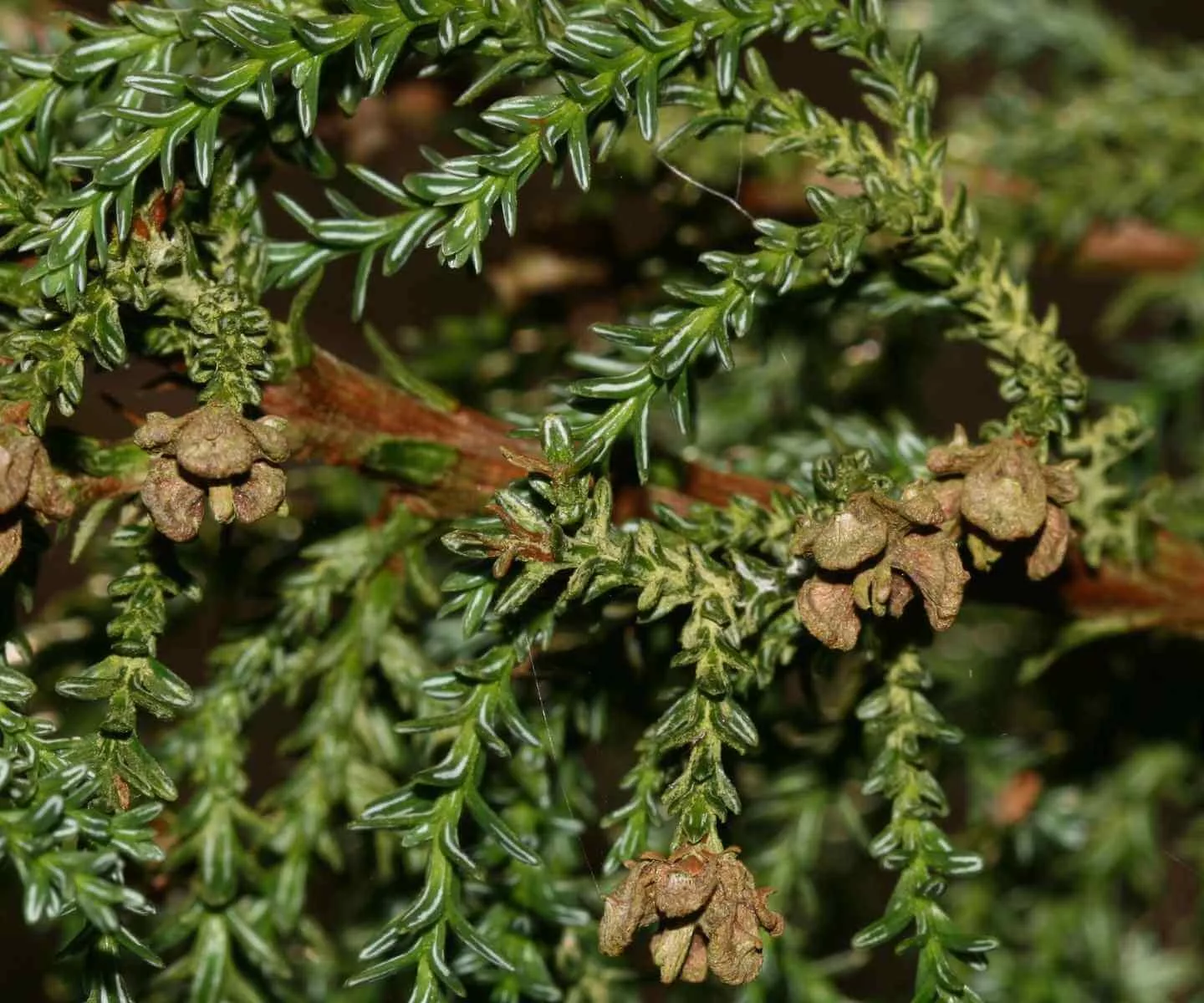 Alerce leaves - Fitzroya cupressoides