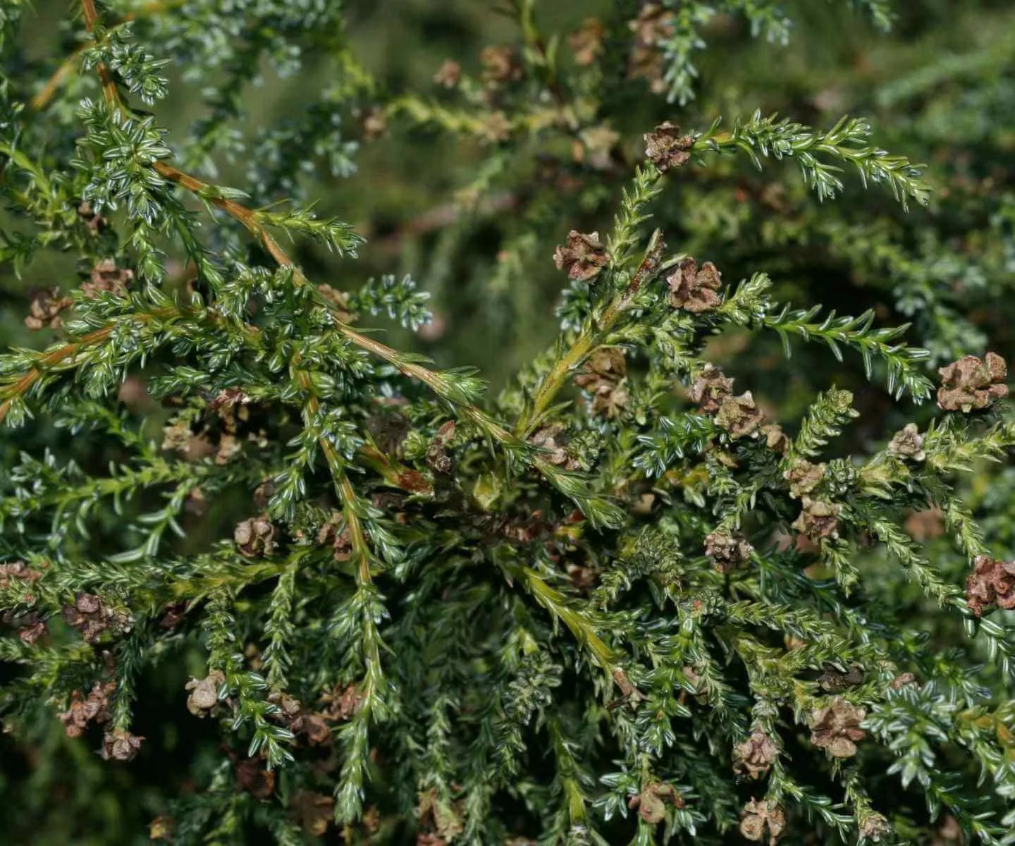 Alerce leaves - Fitzroya cupressoides