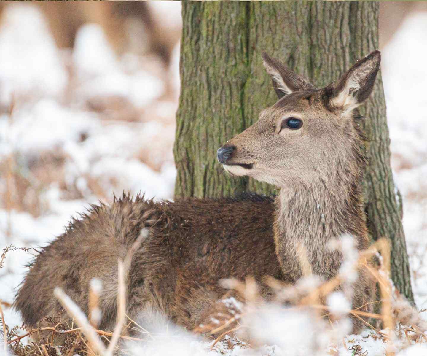 Ciervo Colorado joven en invierno