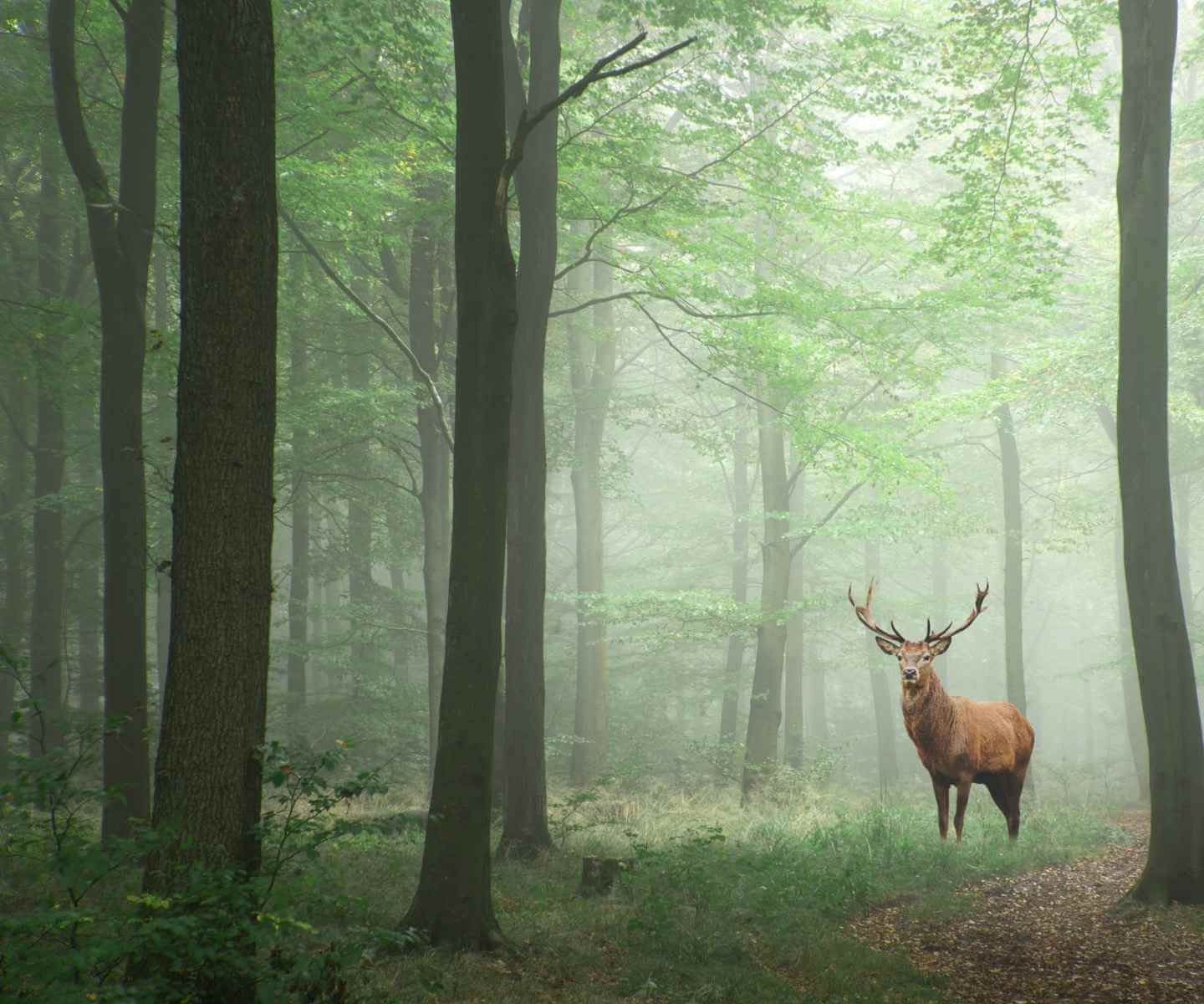 Ciervo Colorado en un bosque