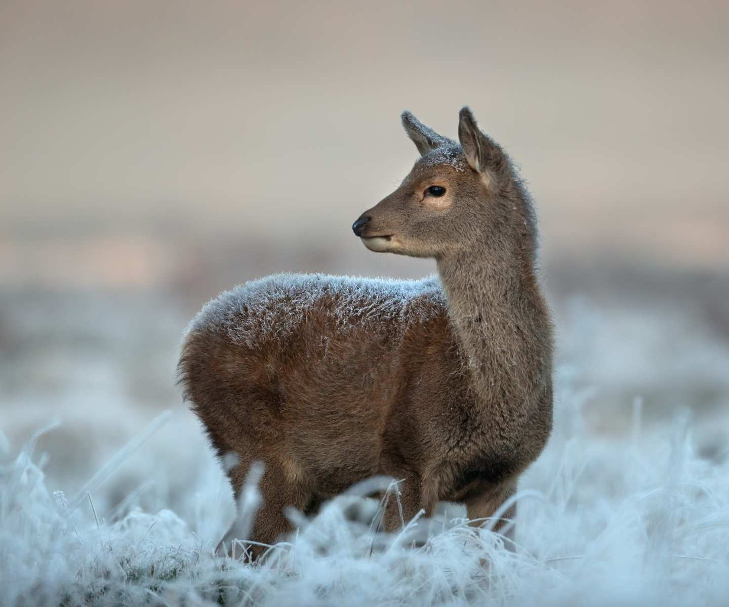 Ciervo Colorado joven en invierno