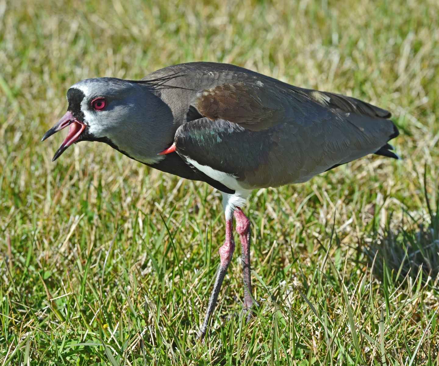 Tero (Vanellus chilensis)