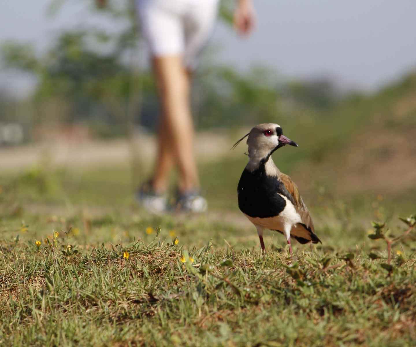Tero entre humanos
