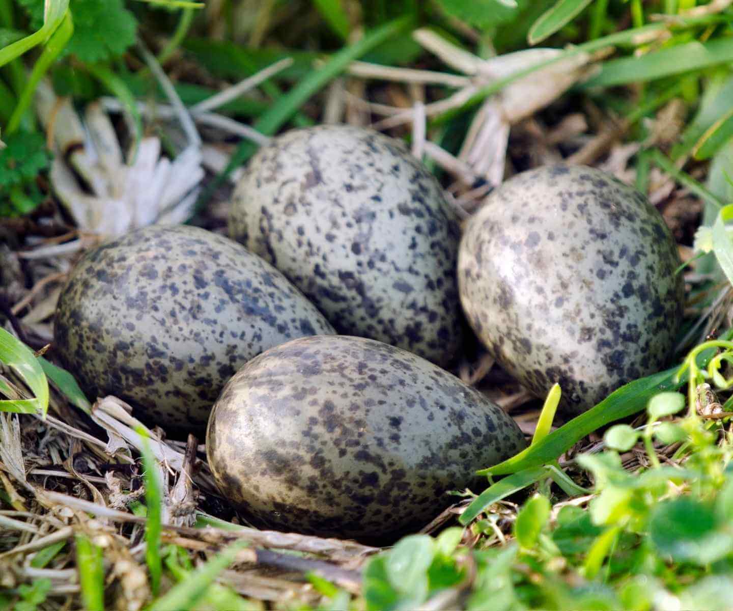 Nido con huevos de Tero