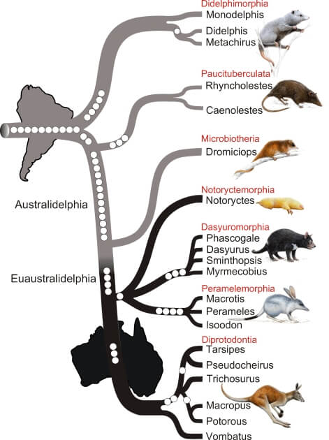Marsupial phylogenetic tree