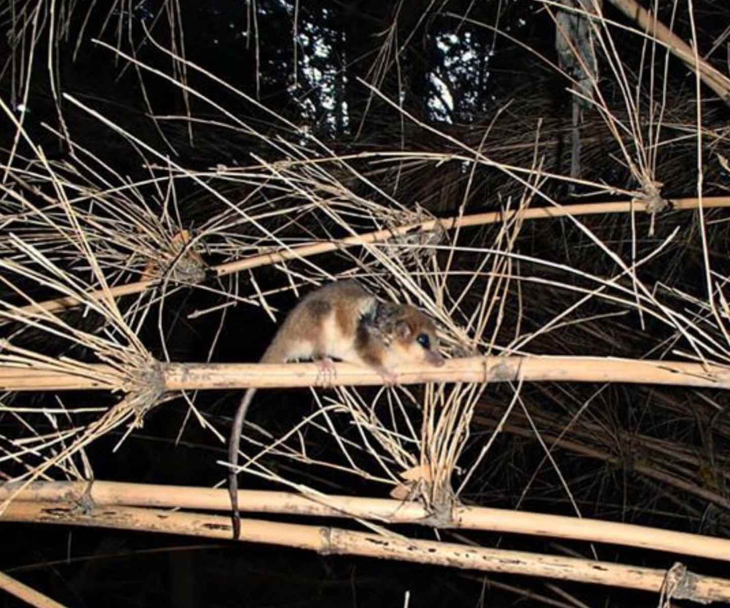 Monito del monte habitat in Patagonian forests