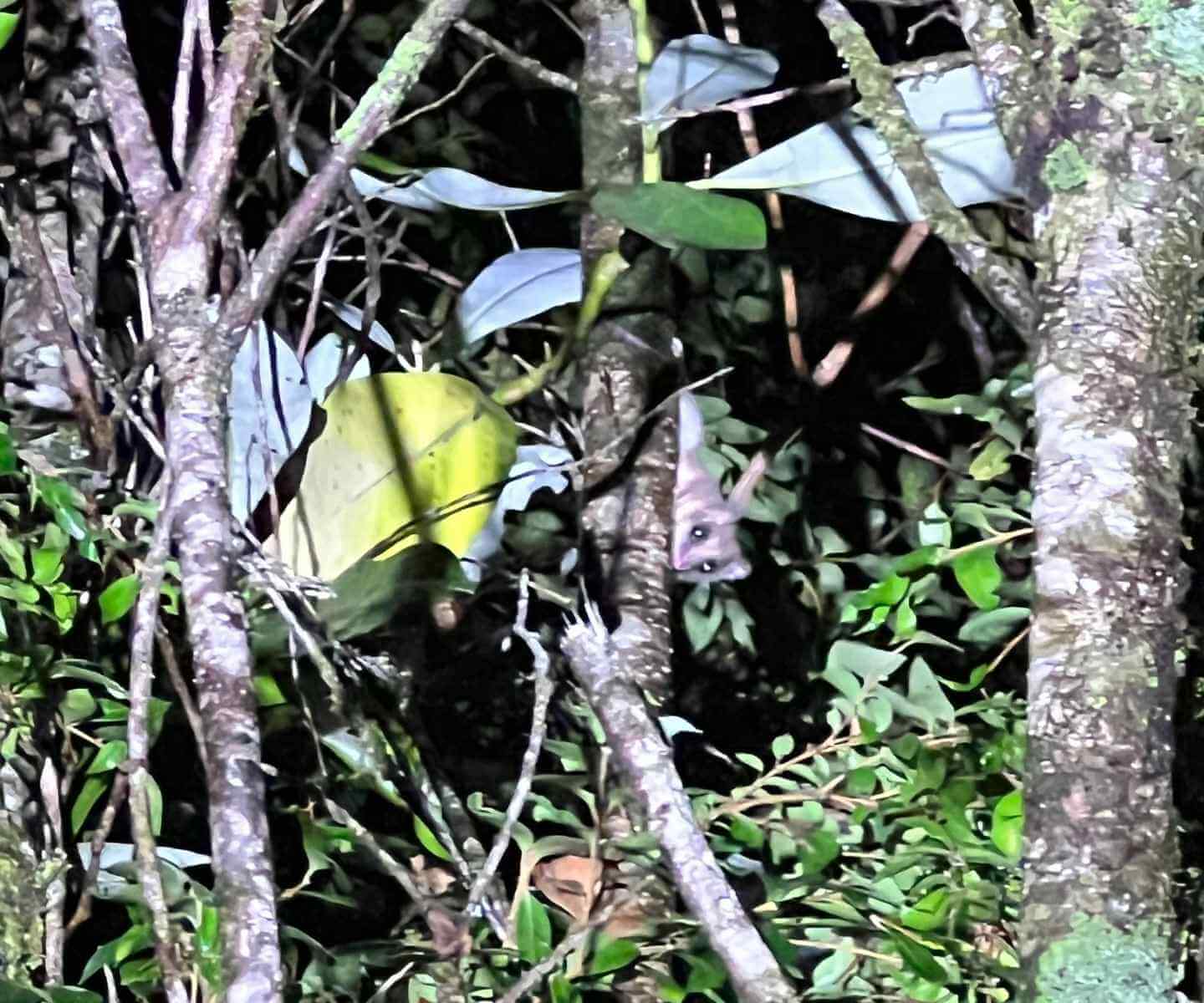 Monito del monte
