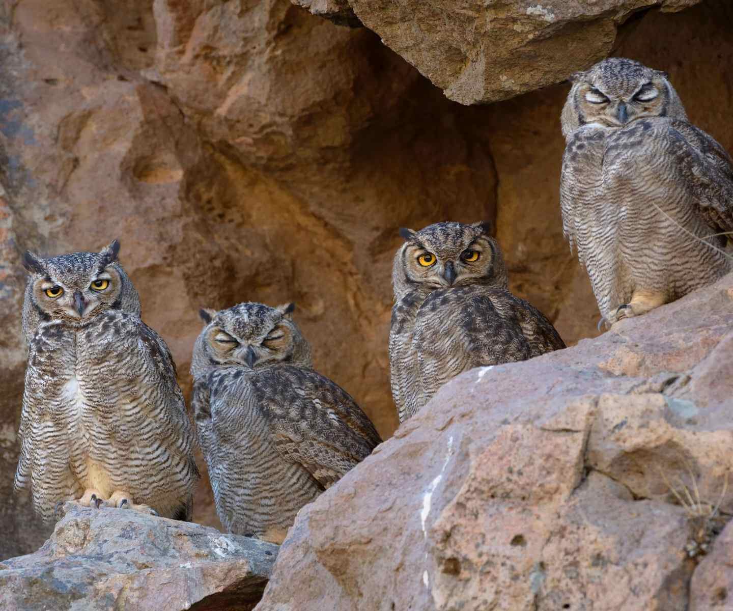 Grupo de búhos tucuquere
