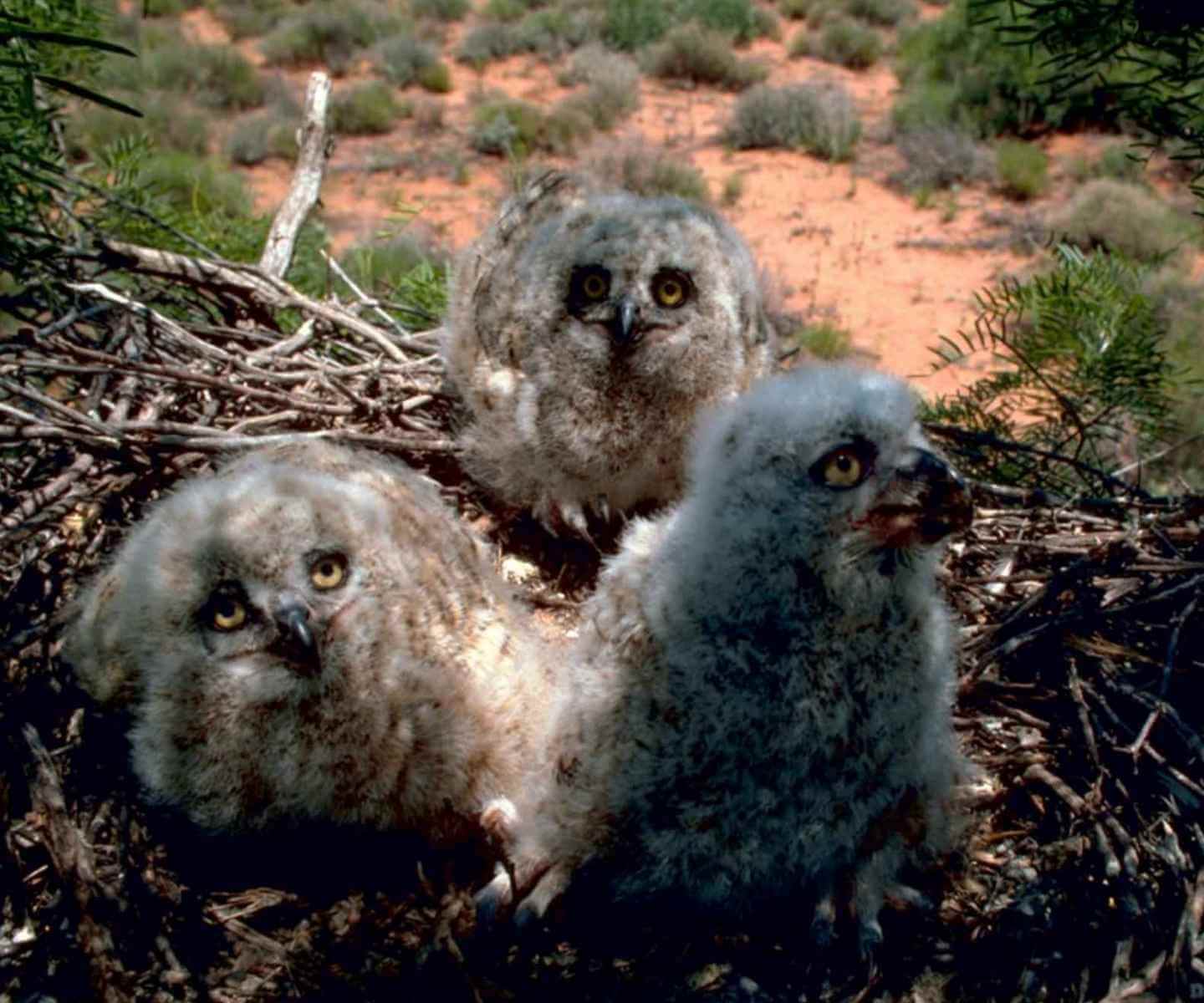 Pichones de Tucuquere en nido natural en la estepa