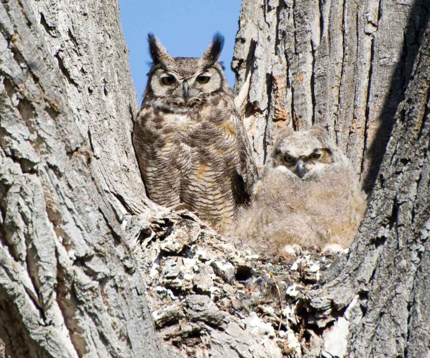 Tucuquere adulto con cría en hueco de árbol durante la época reproductiva