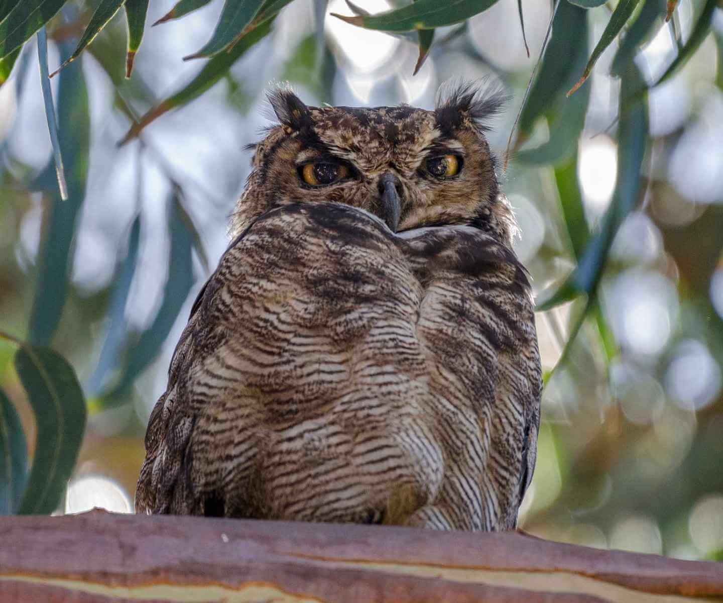 Tucuquere en un arbol