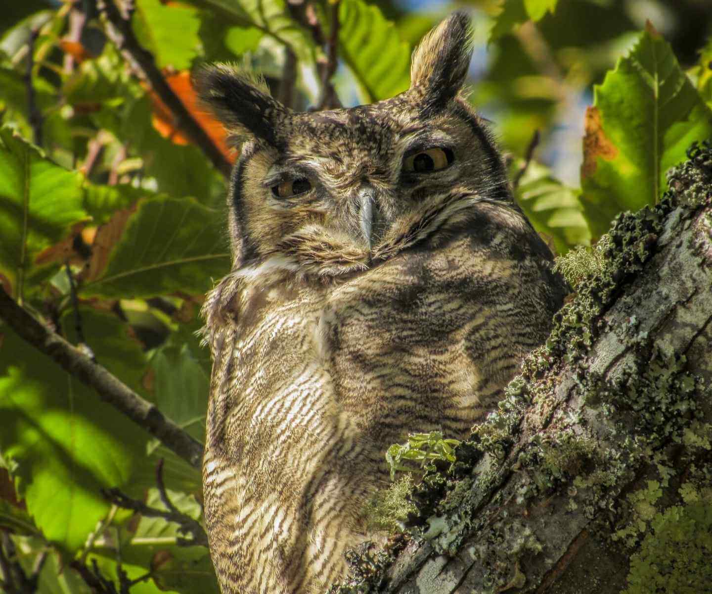 Tucuquere en la Patagonia