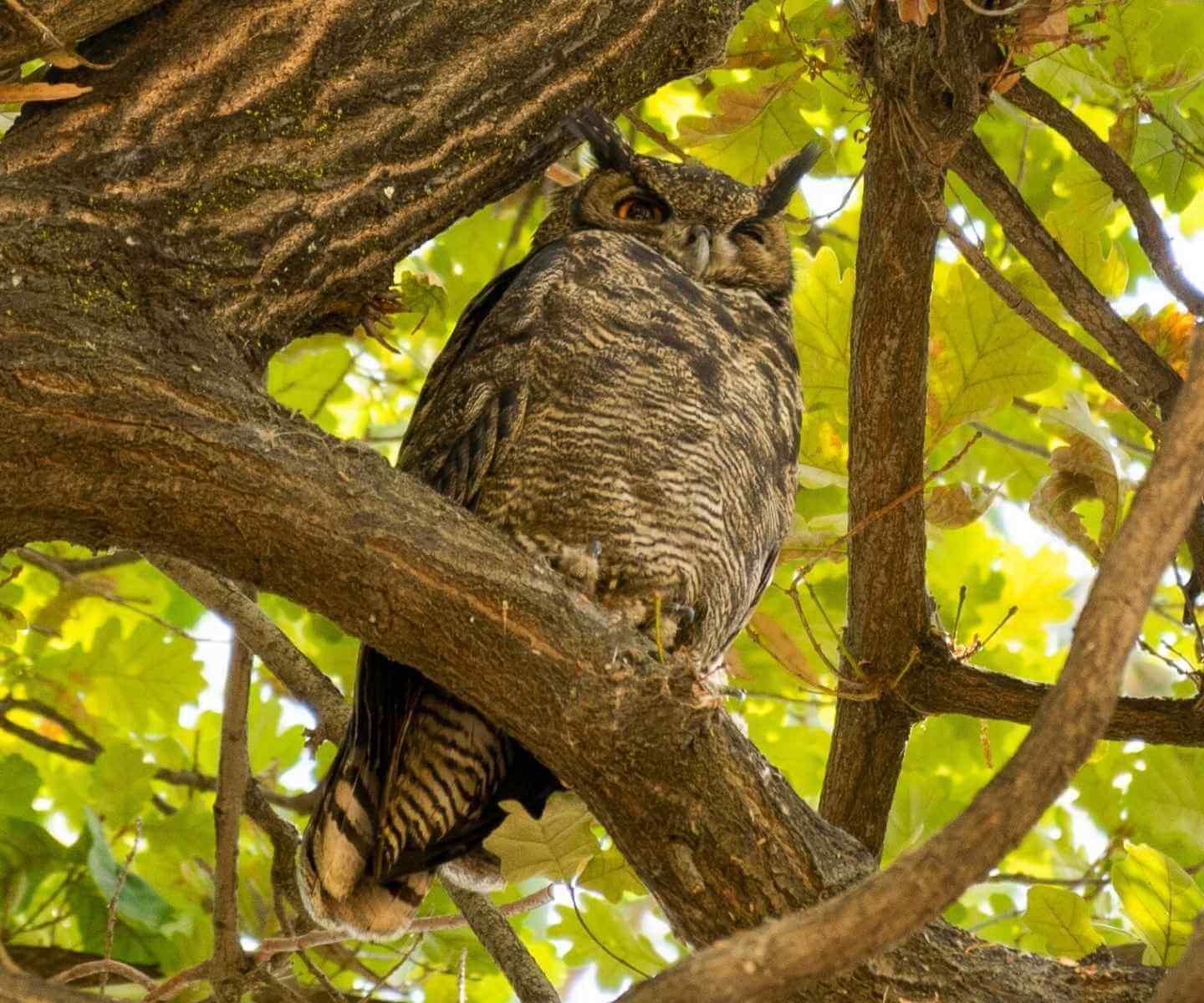 Tucuquere en una rama