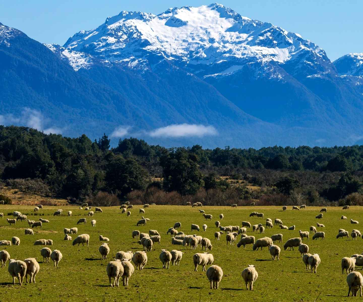 Sheep field in Patagonia